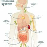 Immune-System